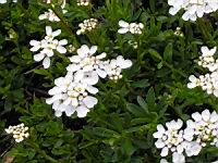 Corbeille d'argent, Iberis Sempervirens (fam Brassicacees) (Europe meridionale) (3) (Photo F. Mrugala)